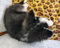 Atlas , a male Siberian Husky for sale in Iowa, IA – Photo 3 of 5