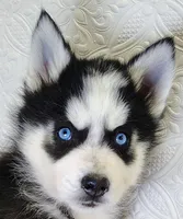 Atlas , a male Siberian Husky for sale in Iowa, IA – Photo 2 of 5