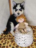 Atlas , a male Siberian Husky for sale in Iowa, IA – Photo 4 of 5