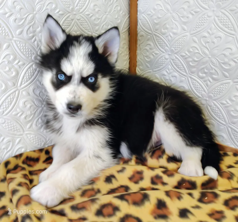 Atlas , a male Siberian Husky for sale in Iowa, IA – Photo 1 of 5