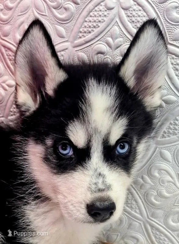 Siber – Siberian Husky puppy for sale in Iowa, IA