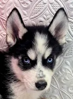 Siber, a male Siberian Husky for sale in Iowa, IA – 2 of 5