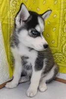 Billy, a male Siberian Husky for sale in Iowa, IA – Photo 6 of 6