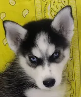 Billy, a male Siberian Husky for sale in Iowa, IA – Photo 4 of 6