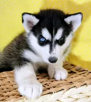 Eliza, a female Siberian Husky for sale in Iowa, IA – 4 of 6