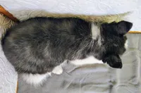 Sadie , a female Siberian Husky for sale in Iowa, IA – Photo 6 of 6