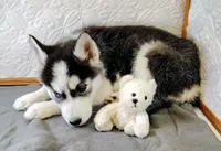 Sadie , a female Siberian Husky for sale in Iowa, IA – Photo 4 of 6