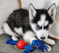 Sadie , a female Siberian Husky for sale in Iowa, IA – Photo 5 of 6