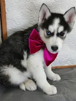 Sadie , a female Siberian Husky for sale in Iowa, IA – Photo 3 of 6