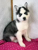 Luna, a female Siberian Husky for sale in Iowa, IA – Photo 1 of 4