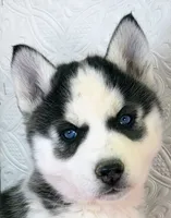 Luna, a female Siberian Husky for sale in Iowa, IA – Photo 3 of 4