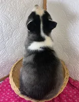 Luna, a female Siberian Husky for sale in Iowa, IA – Photo 4 of 4