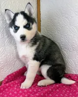 Luna, a female Siberian Husky for sale in Iowa, IA – Photo 2 of 4