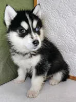 Cody, a male Siberian Husky for sale in Iowa, IA – Photo 4 of 6