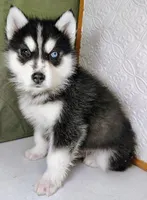 Cody, a male Siberian Husky for sale in Iowa, IA – Photo 3 of 6