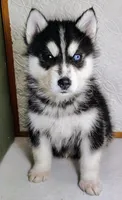 Cody, a male Siberian Husky for sale in Iowa, IA – Photo 1 of 6