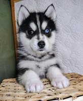 Cody, a male Siberian Husky for sale in Iowa, IA – Photo 6 of 6