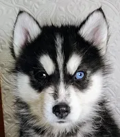 Cody, a male Siberian Husky for sale in Iowa, IA – Photo 5 of 6