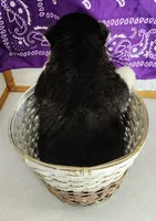 Kira, a female Siberian Husky for sale in Iowa, IA – Photo 4 of 6