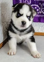 Kira, a female Siberian Husky for sale in Iowa, IA – Photo 1 of 6