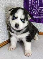 Kira, a female Siberian Husky for sale in Iowa, IA – Photo 6 of 6