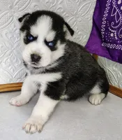 Kira, a female Siberian Husky for sale in Iowa, IA – Photo 5 of 6