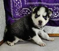 Kira, a female Siberian Husky for sale in Iowa, IA – Photo 3 of 6
