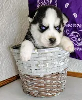 Kira, a female Siberian Husky for sale in Iowa, IA – Photo 2 of 6