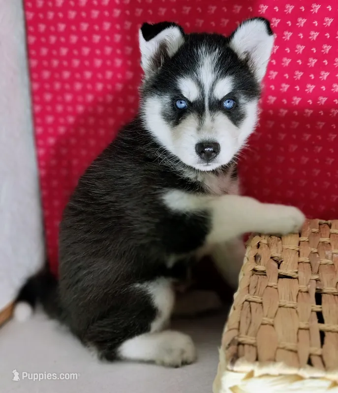 Zook – Siberian Husky puppy for sale in Iowa, IA