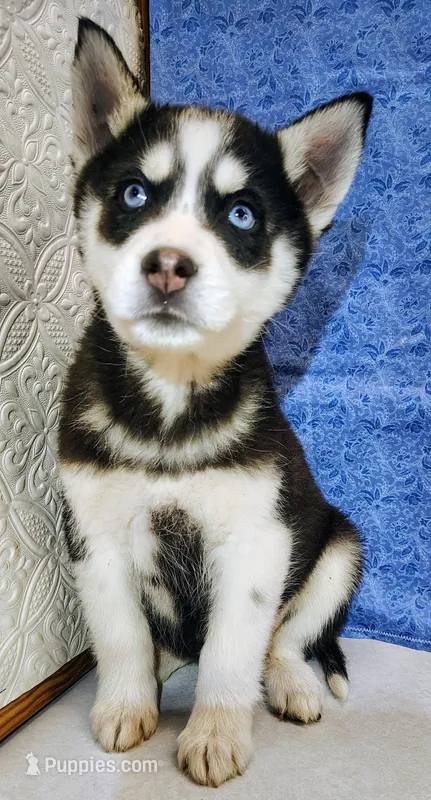 Siku – Siberian Husky puppy for sale in Iowa, IA