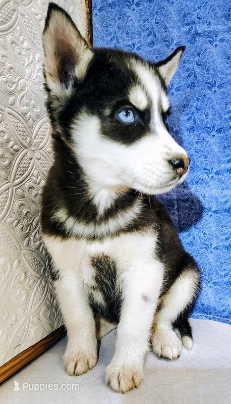 Siku – Siberian Husky puppy for sale in Iowa, IA