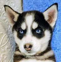 Siku, a male Siberian Husky for sale in Iowa, IA – Photo 2 of 7