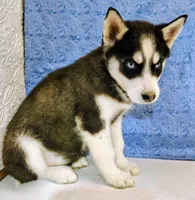 Siku, a male Siberian Husky for sale in Iowa, IA – Photo 6 of 7