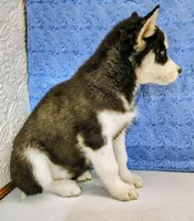 Siku, a male Siberian Husky for sale in Iowa, IA – Photo 5 of 7