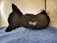 Siku, a male Siberian Husky for sale in Iowa, IA – Photo 7 of 7