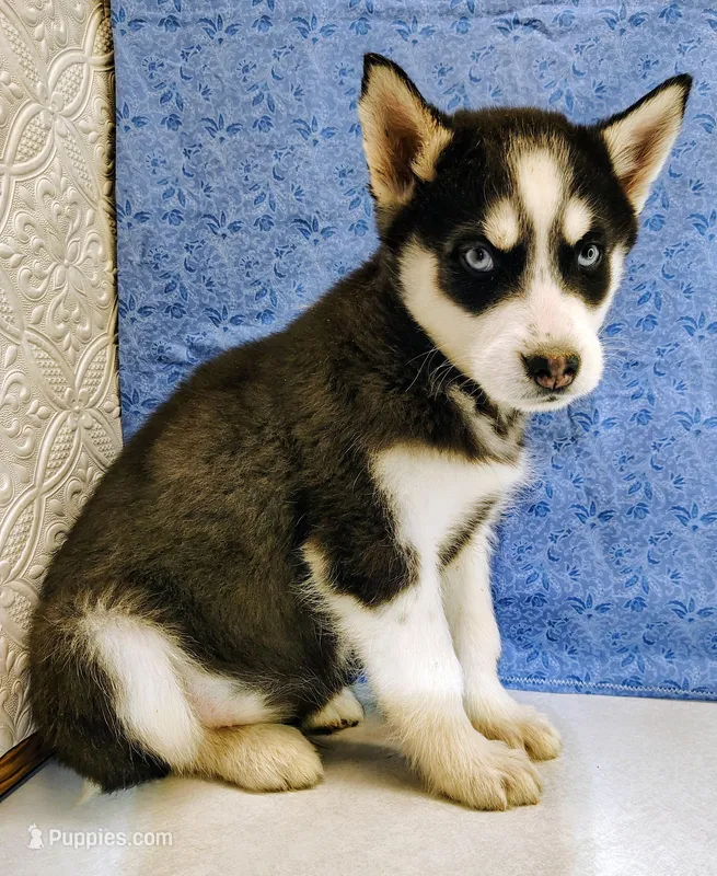 Siku – Siberian Husky puppy for sale in Iowa, IA