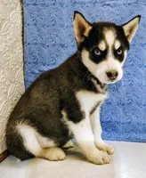 Siku, a male Siberian Husky for sale in Iowa, IA – Photo 1 of 7