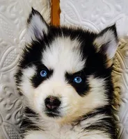 Teddy , a male Siberian Husky for sale in Iowa, IA – Photo 2 of 5