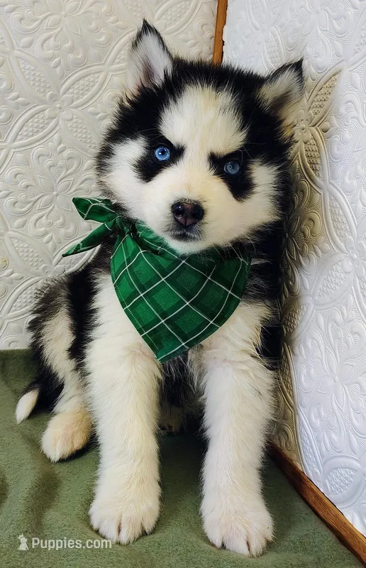 Teddy , a male Siberian Husky for sale in Iowa, IA – Photo 1 of 5