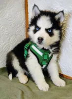 Teddy , a male Siberian Husky for sale in Iowa, IA – Photo 3 of 5