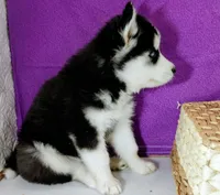Lizzy, a female Siberian Husky for sale in Iowa, IA – 2 of 6