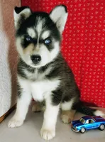 Zook, a male Siberian Husky for sale in Iowa, IA – 4 of 5