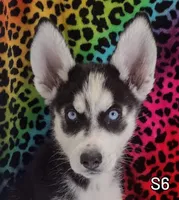 S-1, a female Siberian Husky for sale in Iowa, IA – Photo 3 of 7