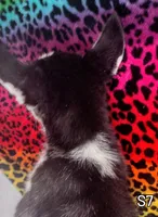 S-1, a female Siberian Husky for sale in Iowa, IA – Photo 2 of 7