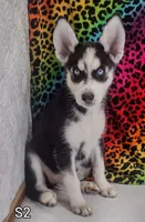S-1, a female Siberian Husky for sale in Iowa, IA – Photo 7 of 7