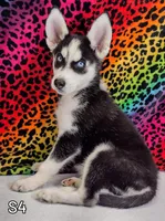 S-1, a female Siberian Husky for sale in Iowa, IA – Photo 1 of 7