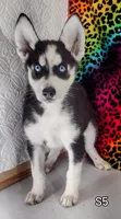 S-1, a female Siberian Husky for sale in Iowa, IA – Photo 4 of 7