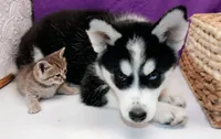 Koda, a female Siberian Husky for sale in Iowa, IA – 5 of 5