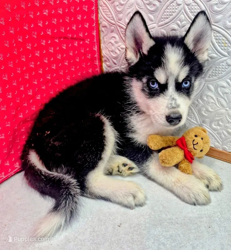 Siber – Siberian Husky puppy for sale in Iowa, IA