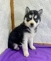 Luna, a female Siberian Husky for sale in Iowa, IA – Photo 2 of 6